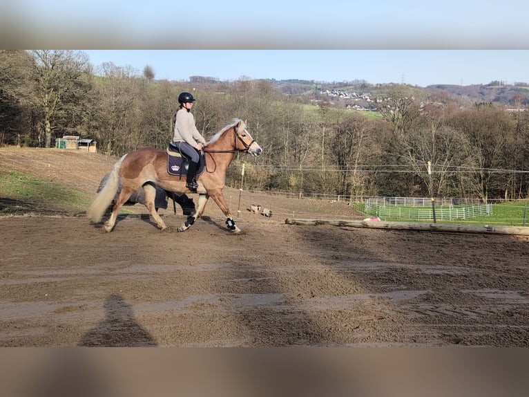 Hafliger Klacz 6 lat 157 cm Cisawa in Morsbach