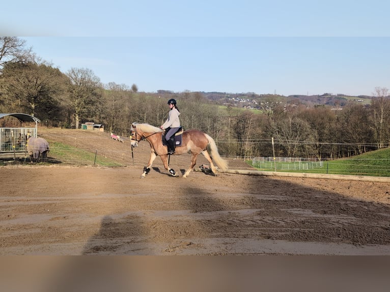 Hafliger Klacz 6 lat 157 cm Cisawa in Morsbach