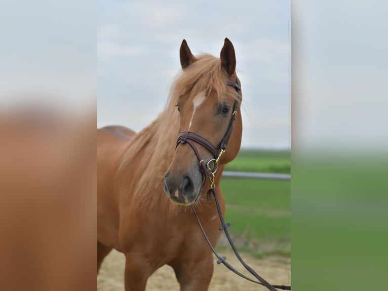 Hafliger Mix Klacz 6 lat 157 cm Jasnogniada in Geilenkirchen