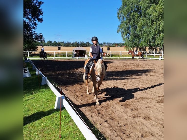 Hafliger Klacz 7 lat 144 cm Kasztanowata in Levenhagen
