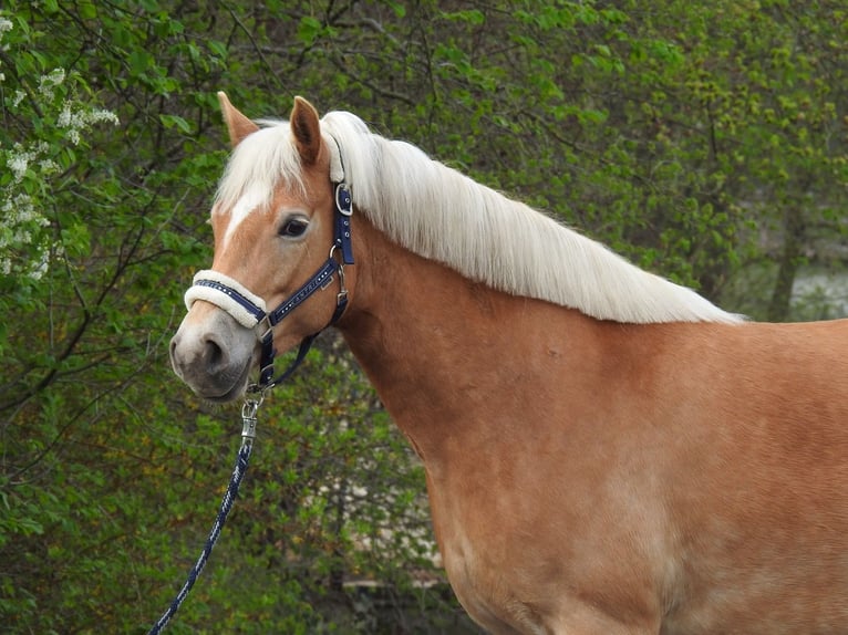 Hafliger Klacz 7 lat 145 cm Gniada in Verl