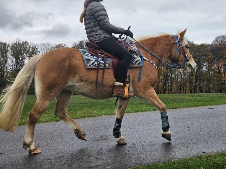 Hafliger Klacz 7 lat 145 cm Kasztanowata in Linkenbach