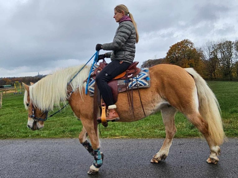 Hafliger Klacz 7 lat 145 cm Kasztanowata in Linkenbach