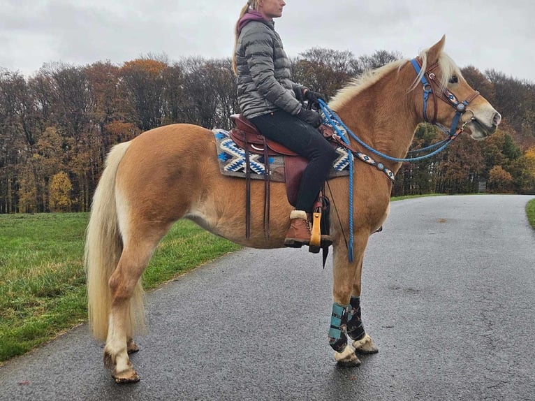 Hafliger Klacz 7 lat 145 cm Kasztanowata in Linkenbach