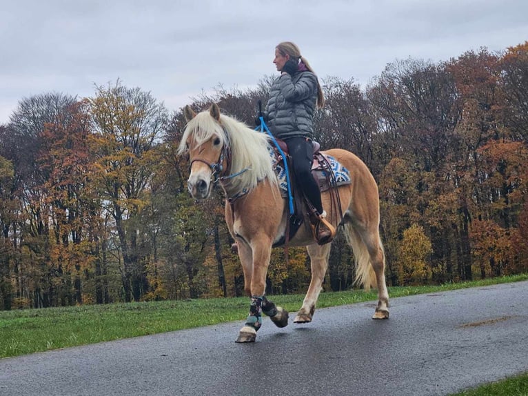 Hafliger Klacz 7 lat 145 cm Kasztanowata in Linkenbach