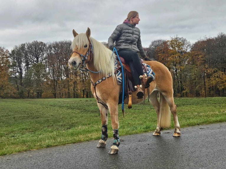 Hafliger Klacz 7 lat 145 cm Kasztanowata in Linkenbach