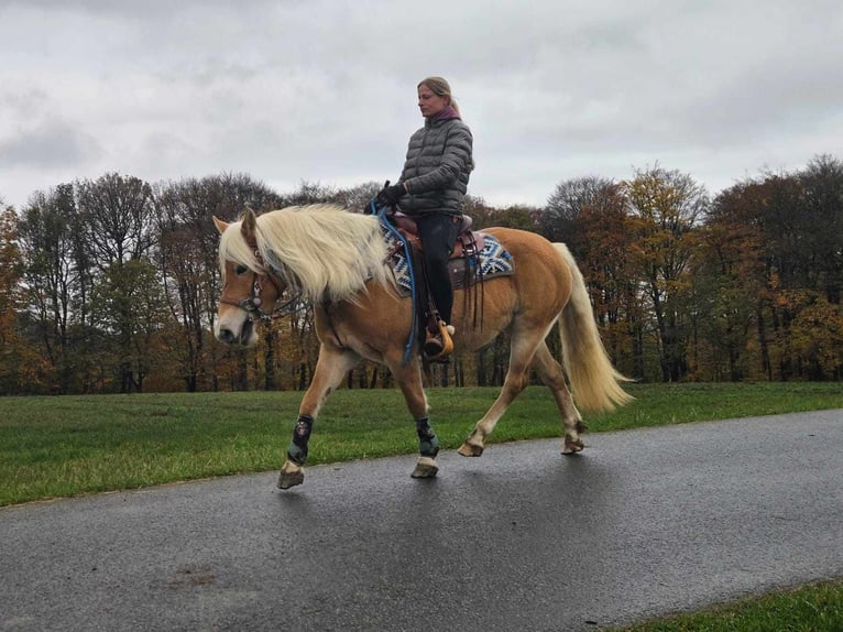 Hafliger Klacz 7 lat 145 cm Kasztanowata in Linkenbach