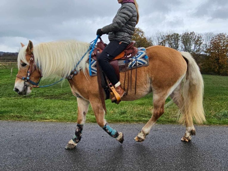 Hafliger Klacz 7 lat 145 cm Kasztanowata in Linkenbach