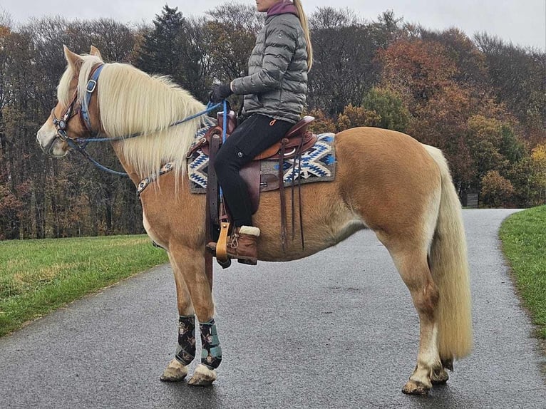 Hafliger Klacz 7 lat 145 cm Kasztanowata in Linkenbach