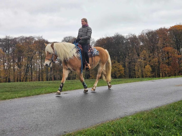 Hafliger Klacz 7 lat 145 cm Kasztanowata in Linkenbach