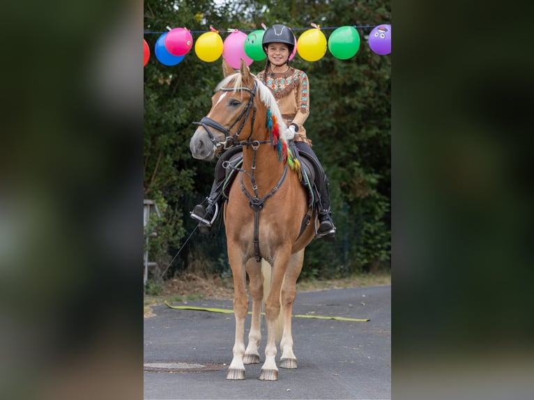 Hafliger Mix Klacz 7 lat 145 cm in Eiterfeld