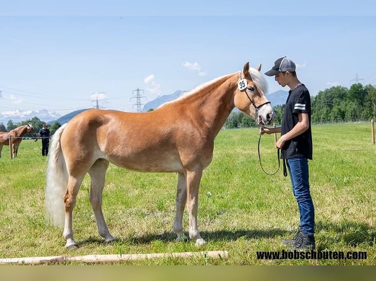 Hafliger Klacz 7 lat 148 cm Kasztanowata in Höchst