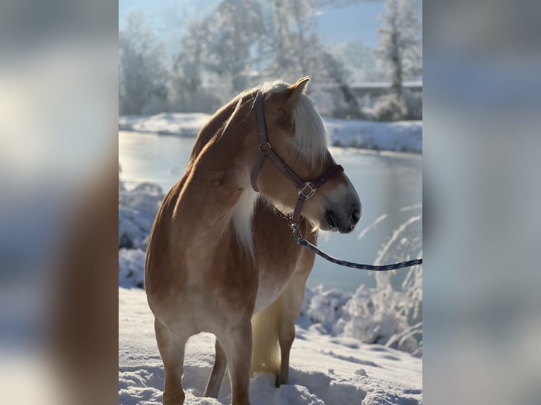 Hafliger Klacz 7 lat 148 cm Kasztanowata in Höchst