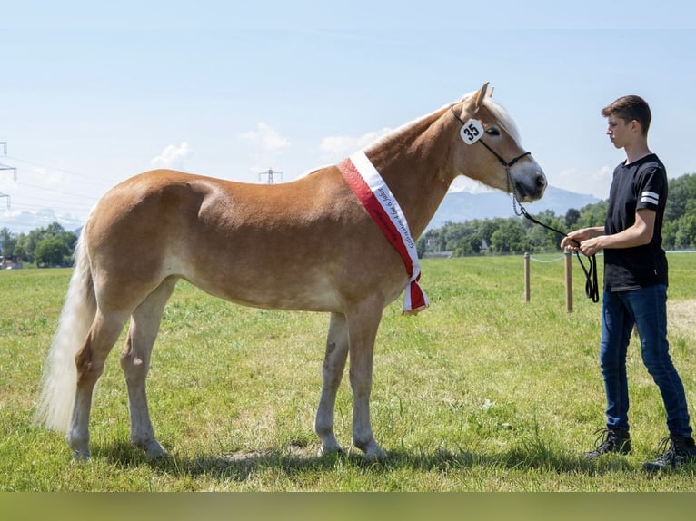 Hafliger Klacz 7 lat 148 cm Kasztanowata in Höchst