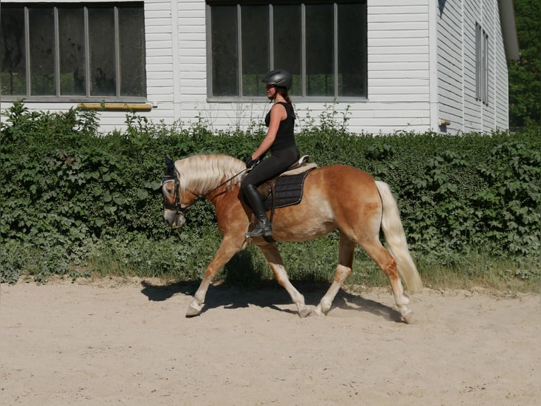 Hafliger Klacz 7 lat 148 cm  in Sinzing