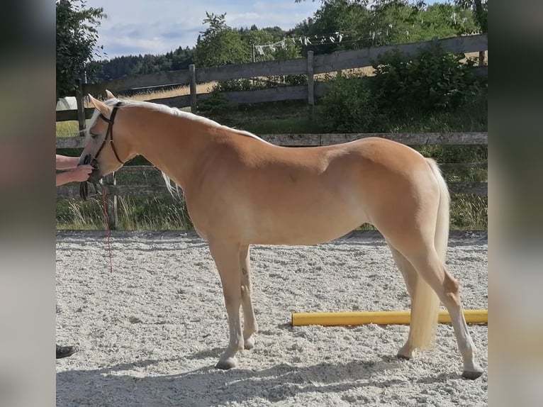 Hafliger Klacz 7 lat 153 cm Kasztanowata in Willingen (Upland)