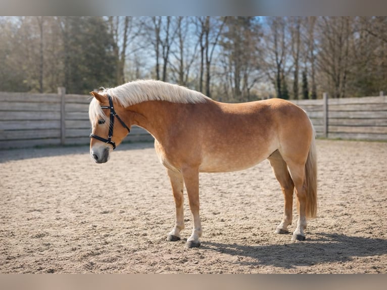 Hafliger Klacz 7 lat 154 cm Kasztanowata in Wohnste