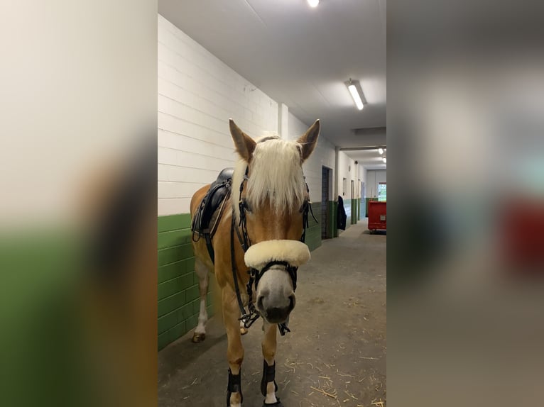 Hafliger Klacz 7 lat 155 cm Kasztanowata in Oberbüren