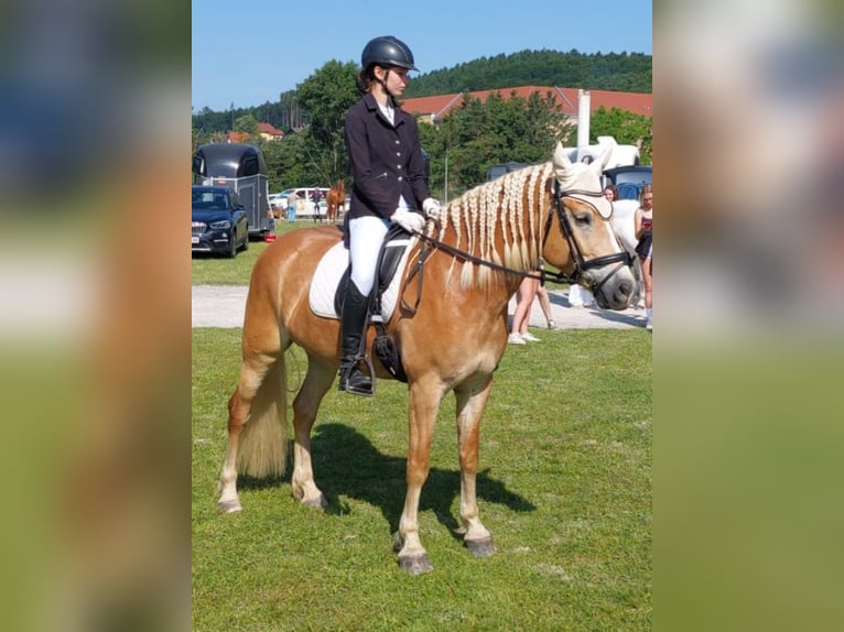 Hafliger Klacz 7 lat 155 cm Kasztanowata in Langmannersdorf