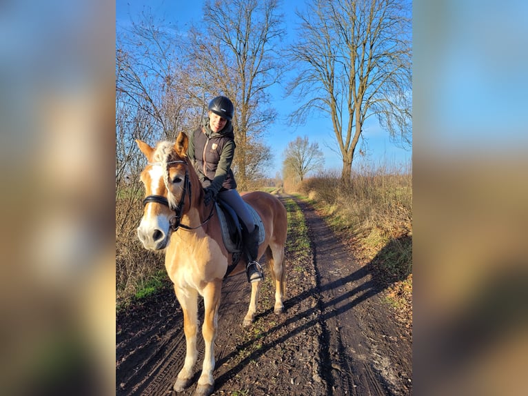 Hafliger Klacz 7 lat 156 cm Kasztanowata in Sassenburg