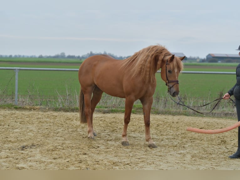 Hafliger Mix Klacz 7 lat 157 cm Jasnogniada in Geilenkirchen