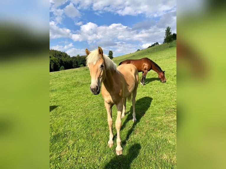 Hafliger Klacz 7 lat  in Arnsberg