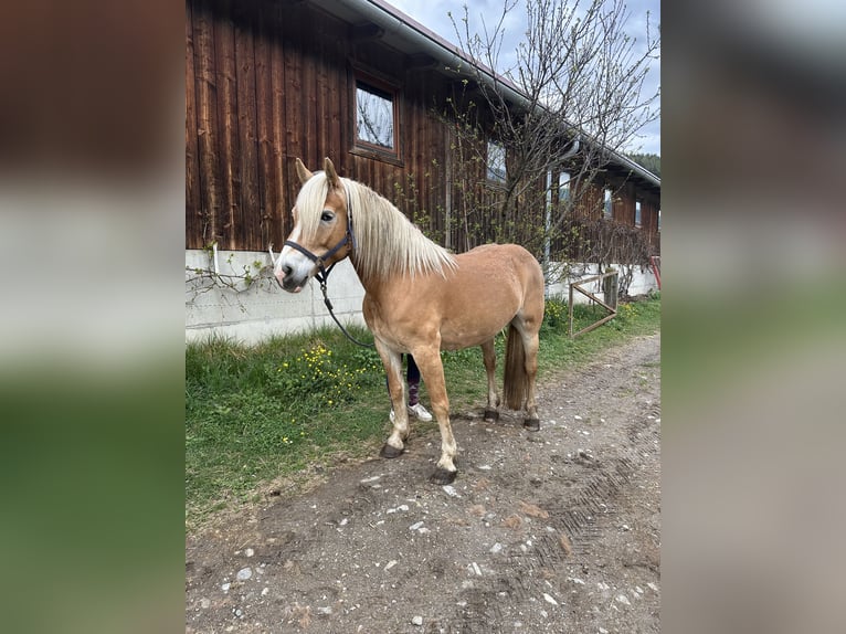 Hafliger Klacz 7 lat in Penk