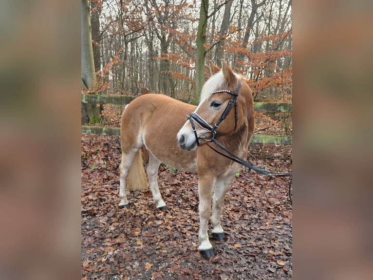 Hafliger Klacz 7 lat in Braunschweig