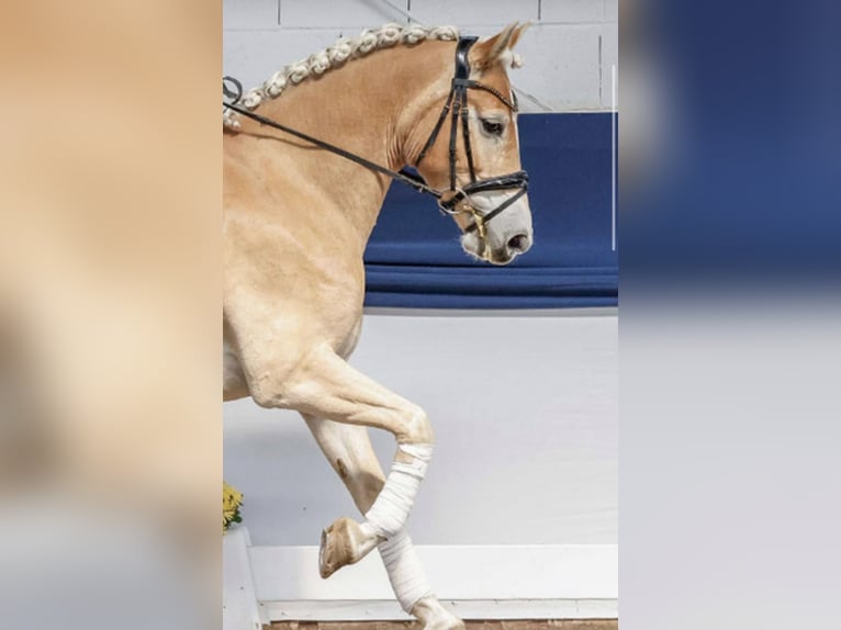 Hafliger Klacz 7 lat  in Rheinsberg Zühlen