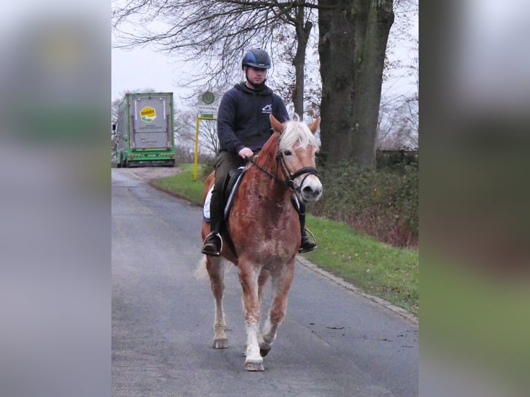 Hafliger Klacz 8 lat 142 cm in Dorsten