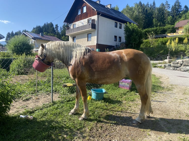 Hafliger Klacz 8 lat 147 cm Kasztanowata in Wernberg