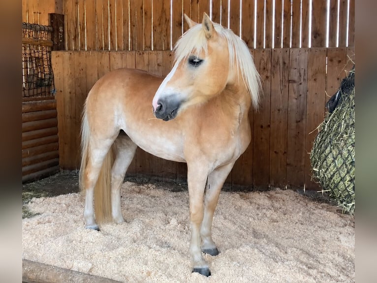 Hafliger Klacz 8 lat 148 cm Bułana in Sauerlach
