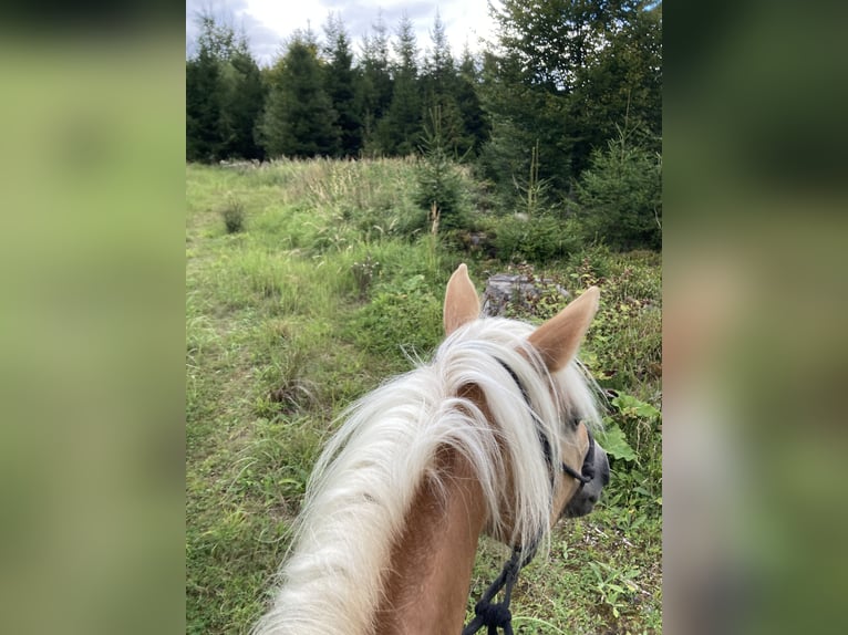 Hafliger Klacz 8 lat 148 cm Bułana in Sauerlach