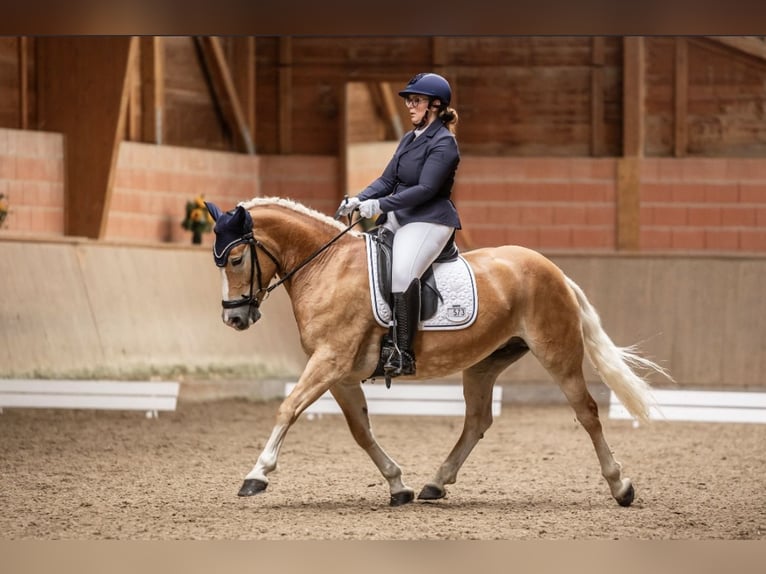 Hafliger Klacz 8 lat 148 cm Bułana in Herne