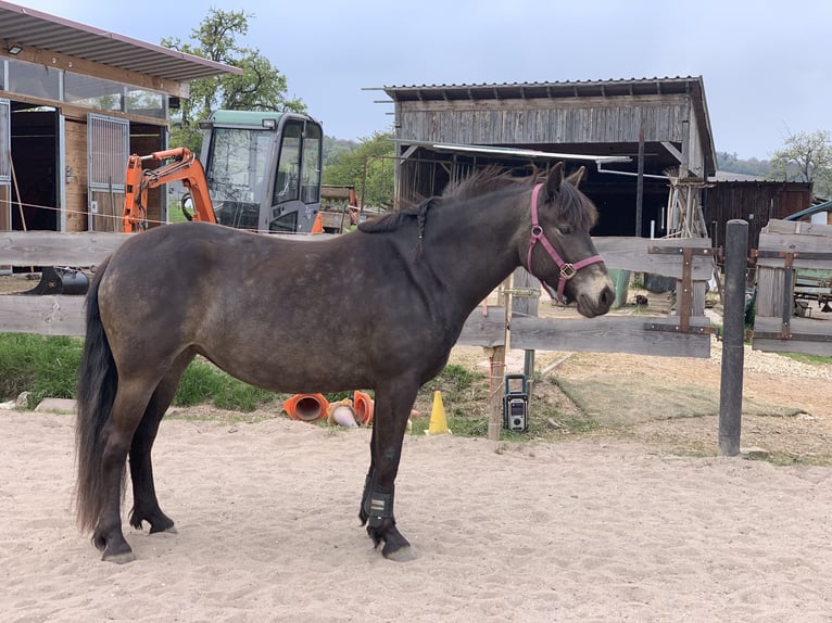 Hafliger Mix Klacz 8 lat 148 cm Ciemnogniada in KanzemAyl