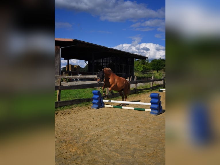 Hafliger Mix Klacz 8 lat 148 cm Kasztanowata in Bottrop