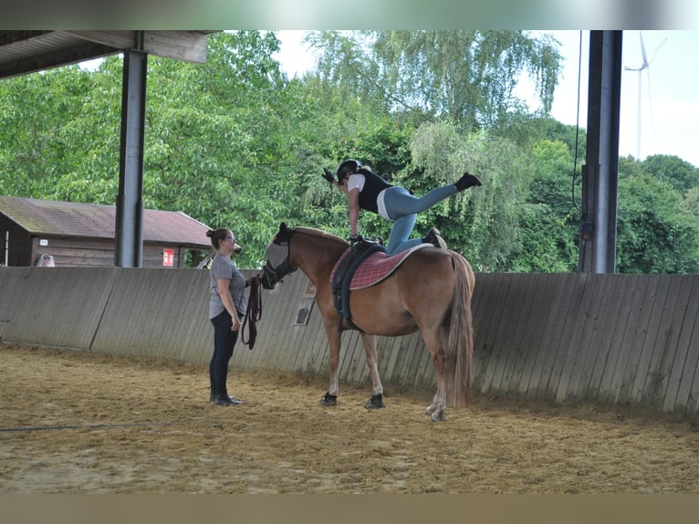 Hafliger Mix Klacz 8 lat 148 cm Kasztanowata in Bottrop