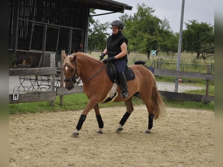 Hafliger Mix Klacz 8 lat 148 cm Kasztanowata in Bottrop