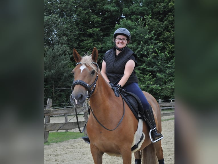 Hafliger Mix Klacz 8 lat 148 cm Kasztanowata in Bottrop