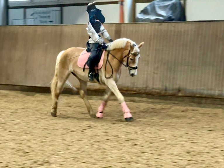 Hafliger Klacz 8 lat 148 cm  in Herborn