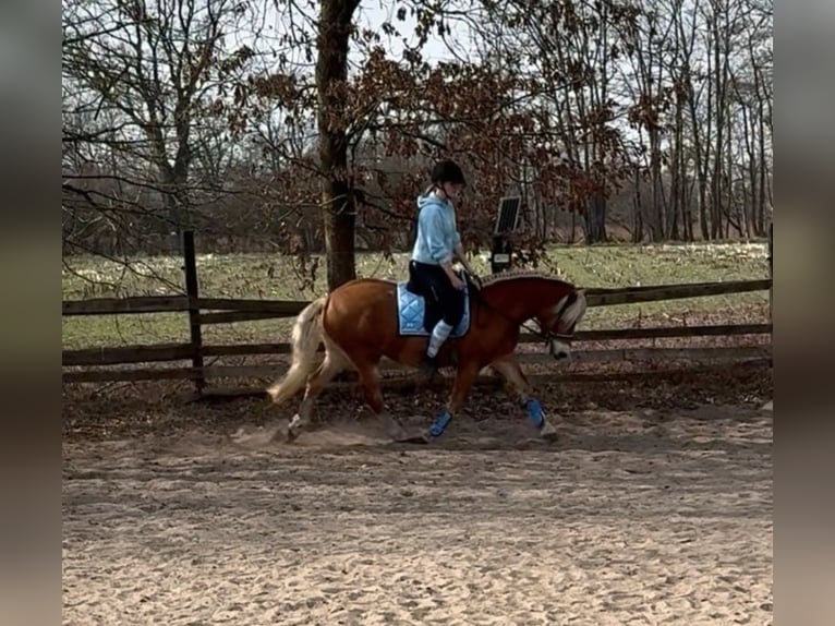 Hafliger Klacz 8 lat 149 cm Kasztanowata in Ellerbek