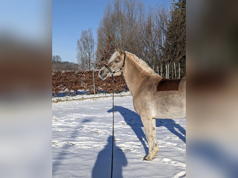 Hafliger Klacz 8 lat 150 cm Kasztanowata in Langenberg