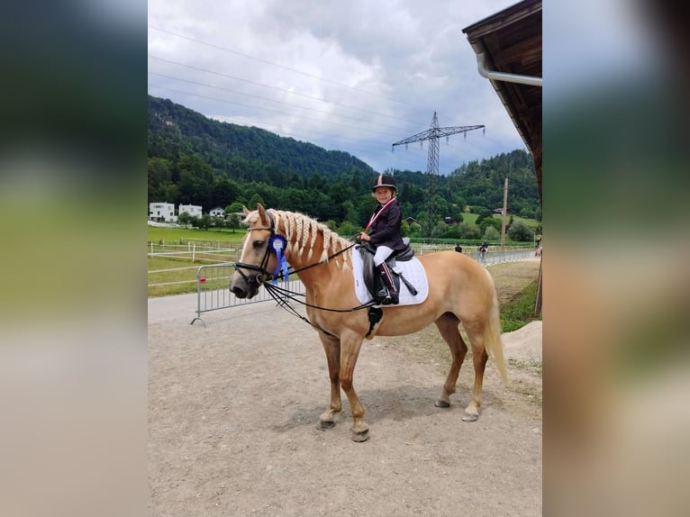 Hafliger Klacz 8 lat 152 cm Szampańska in Schwoich
