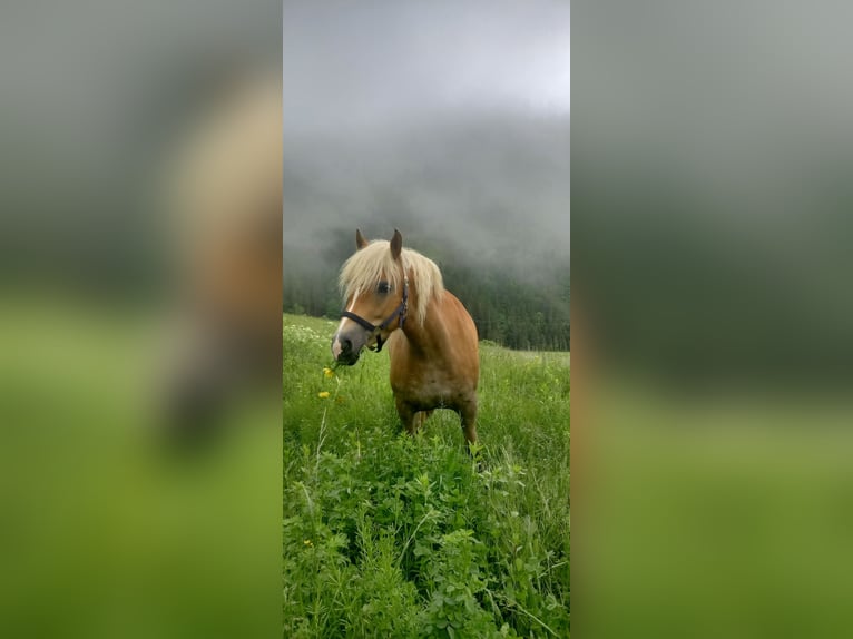 Hafliger Klacz 8 lat 153 cm Bułana in Ferlach