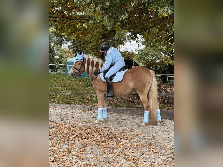 Hafliger Klacz 8 lat 155 cm Kasztanowata in Spenge