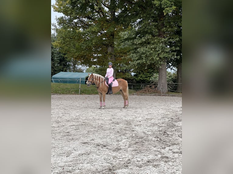 Hafliger Klacz 8 lat 155 cm Kasztanowata in Spenge