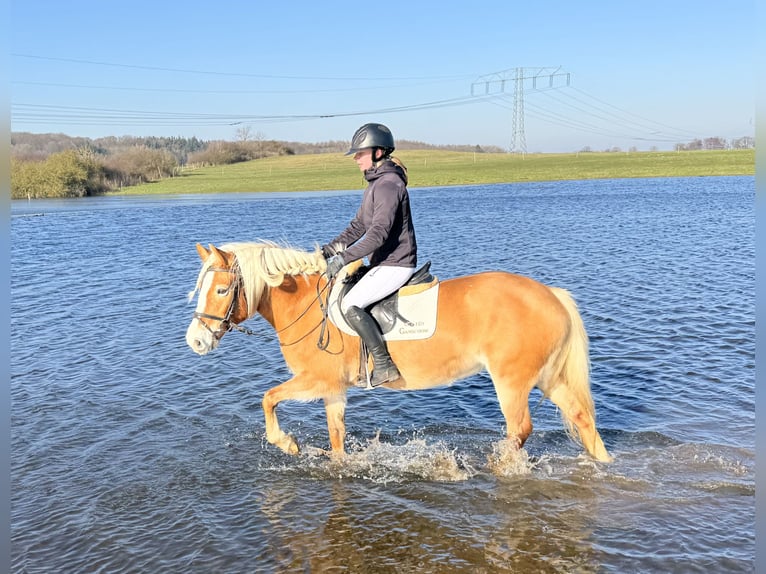 Hafliger Klacz 9 lat 144 cm Kasztanowata in Ganschow