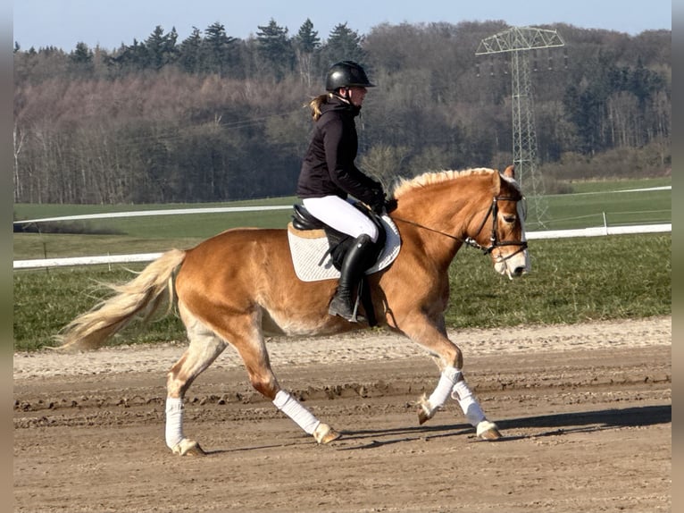 Hafliger Klacz 9 lat 144 cm Kasztanowata in Ganschow