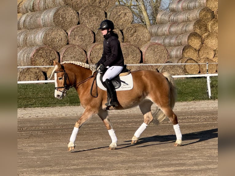 Hafliger Klacz 9 lat 144 cm Kasztanowata in Ganschow