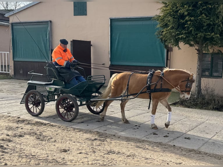 Hafliger Klacz 9 lat 144 cm Kasztanowata in Ganschow